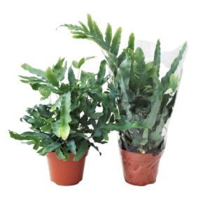 Phlebodium Blue Star MET hoes (Blauwvaren)
(6 Plants/Order)(17cmP 50cmH)