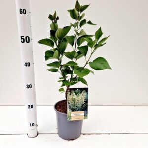 Syringa Primrose vulg.
(1 Plants/Order)(17cmP 35cmH)