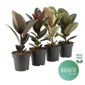 Ficus Ficus elastica mix 3-4 srt.
(8 Plants/Order)(14cmP 40cmH)