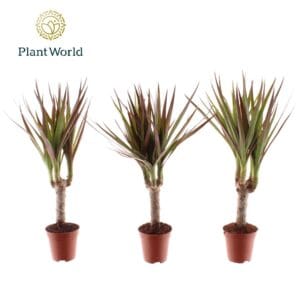 Dracaena Magenta Tiny Tummy Dracaena Magenta
(20 Plants/Order)(5.5cmP 30cmH)