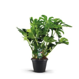 Monstera deliciosa Monstera Deliciosa 35
(1 Plants/Order)(35cmP 85cmH)