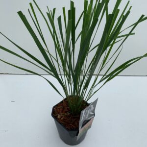 Calamagrostis x Karl Foerster Calamagrostis 'Karl Foester'
(6 Plants/Order)(17cmP 25cmH)