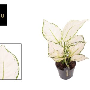 Aglaonema White Joy Aglaonema White Joy
(6 Plants/Order)(12cmP 35cmH)