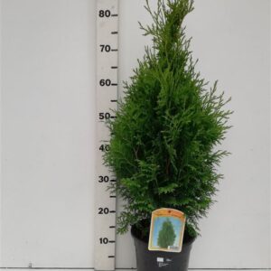 Thuja Holmstrup Thuja occ. 'Holmstrup'
(1 Plants/Order)(19cmP 75cmH)