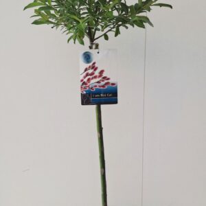 Salix gracilistyla Mt. Aso Salix Mount Aso stam 60
(1 Plants/Order)(19cmP 110cmH)