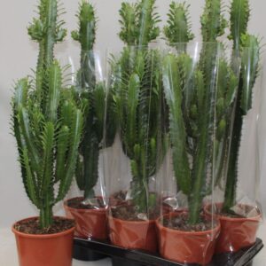 Euphorbia trigona Euphorbia Trigona green
(6 Plants/Order)(17cmP 60cmH)