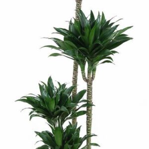 Dracaena Compacta Dracaena Compacta 90-60-30-15
(1 Plants/Order)(27cmP 130cmH)
