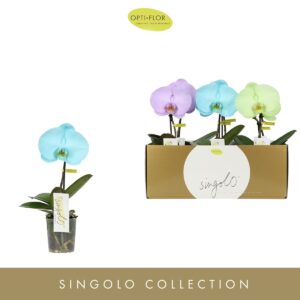 Phalaenopsis mixed Singolo Aquarello Northern Light
(6 Plants/Order)(9cmP 40cmH)