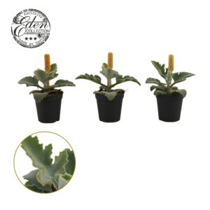 Kalanchoe beharensis Kalanchoe Beharensis 5,5cm
(16 Plants/Order)(5.5cmP 10cmH)