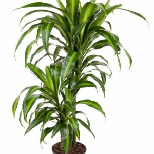 Dracaena Hawaiian Sunshine Dracaena Hawaiiana 45-15
(1 Plants/Order)(19cmP 90cmH)