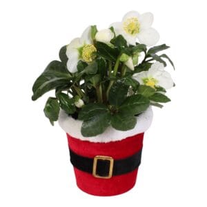 Helleborus niger Christmas Carol in Pot Santi
(6 Plants/Order)(12cmP 25cmH)