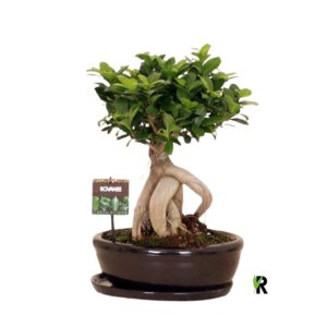 Ficus Ginseng Ficus micr. Ginseng in keram. ovaal schaal met schotel black
(1 Plants/Order)(30cmP 40cmH)