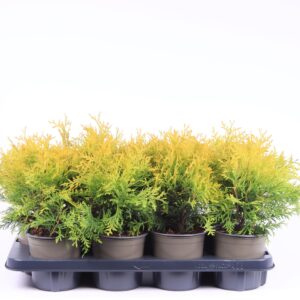Thuja Golden Globe Thuja occidentalis 'Golden Globe'
(6 Plants/Order)(13cmP 30cmH)
