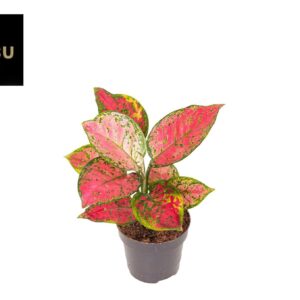 Aglaonema Crimson Love Aglaonema Crimson Love A2
(10 Plants/Order)(12cmP 35cmH)