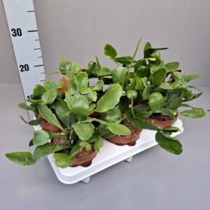 Rhipsalis Rhipsalis Crispata 'amstel'
(6 Plants/Order)(12cmP 20cmH)