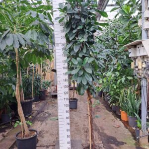 Ficus cyathistipula Cyathistipula gedraaide stam 250
(1 Plants/Order)(30cmP 250cmH)