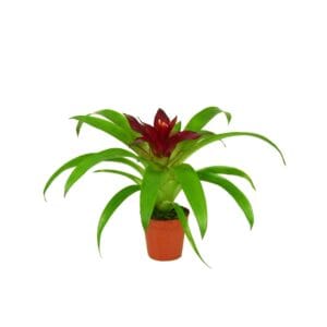 Guzmania Intro Guzmania Intro
(6 Plants/Order)(5.5cmP 15cmH)