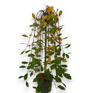 Salix caprea Kilmarnock Salix caprea 'Kilmarnock' 60cm stam C3/P19
(1 Plants/Order)(19cmP 90cmH)