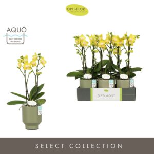 Phalaenopsis Arezzo Optimost Arezzo 2 spike in Emilia Green Aquo
(6 Plants/Order)(12cmP 45cmH)