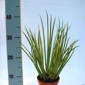 Actinidia deliciosa Actinidia deliciosa 'Golden Kiwi', P15 
(10 Plants/Order)(15cmP 50cmH)