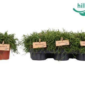 Rhipsalis baccifera 'Oasis' Rhipsalis Oasis 12 cm
(6 Plants/Order)(12cmP 15cmH)