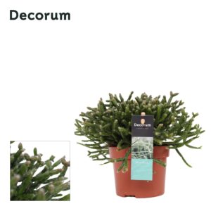 Rhipsalis burchellii Rhipsalis Burchellii 10,5 cm D
(10 Plants/Order)(10.5cmP 15cmH)