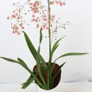 Oncidium Oncidium Rosy Sunset 1 spike 12 cm
(10 Plants/Order)(12cmP 55cmH)