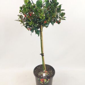 Ilex meserveae Blue Maid Ilex stam 40 CM
(1 Plants/Order)(19cmP 619cmH)