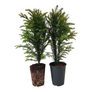 Taxus baccata Taxus baccata (zonder etiket)
(1 Plants/Order)(21cmP 75cmH)