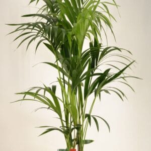 Howea forsteriana KENTIA - P24 H140 - 6PP (Howea forsteriana)
(1 Plants/Order)(24cmP 140cmH)