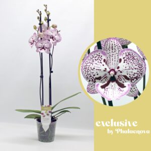 Phalaenopsis white more Ripsen Grace 2-tak 65cm (GROEN)
(6 Plants/Order)(12cmP 65cmH)