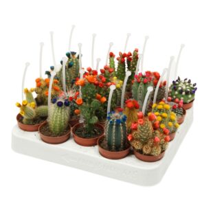 Cactus Cactus mix strobloem 5,5 cm met picker
(20 Plants/Order)(5.5cmP 8cmH)