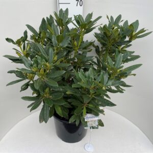 Rhododendron Catawbiense Rhododendron 'Madame Masson'
(1 Plants/Order)(36cmP 70cmH)