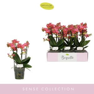 Phalaenopsis Multiflora Boquetto Charme 3-5 spike
(6 Plants/Order)(12cmP 35cmH)