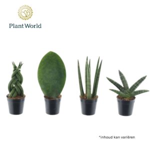 Sansevieria Cylindrica Sansevieria mix Kakarum
(20 Plants/Order)(5.5cmP 10cmH)