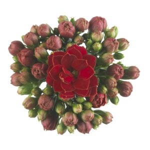Kalanchoe Calandiva Rubio Rubio
(15 Plants/Order)(9cmP 17cmH)