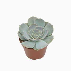 Echeveria lilacina Echeveria lilac china 8,5 cm
(18 Plants/Order)(8.5cmP 10cmH)