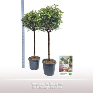 Photinia fraseri Red Robin
(1 Plants/Order)(40cmP 210cmH)