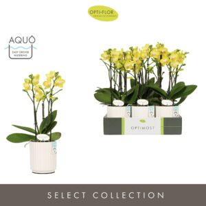 Phalaenopsis Arezzo Optimost Arezzo 3 spike in Molise White Aquo
(6 Plants/Order)(12cmP 45cmH)