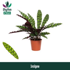 Calathea lancifolia Calathea 14cm Insigne - Rhythm of Nature (Lancifolia)
(8 Plants/Order)(14cmP 45cmH)