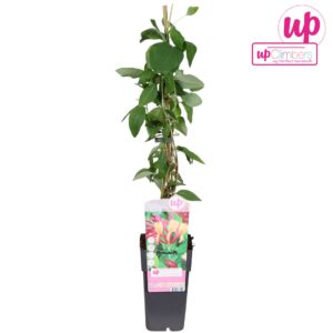 Lonicera Goldflame Lonicera heckrottii Goldflame P15
(10 Plants/Order)(15cmP 65cmH)