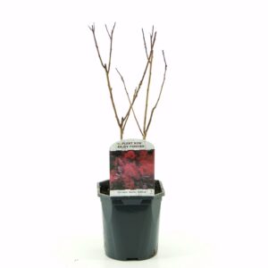 Cotinus Royal Purple Cotinus cog. Royal Purple
(6 Plants/Order)(17cmP 25cmH)