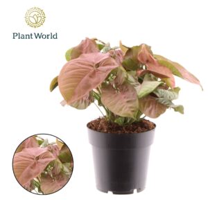 Syngonium Syngonium Red Heart
(9 Plants/Order)(14cmP 25cmH)