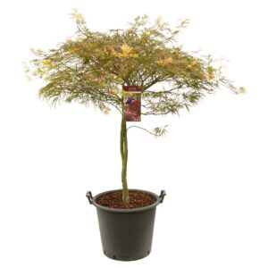 Acer palmatum Acer palm. 'Garnet' 
(1 Plants/Order)(50cmP 150cmH)