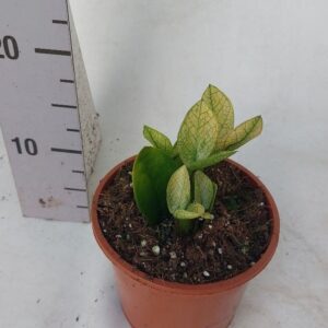 Zamioculcas zamiifolia Chameleon Zamioculcas
(1 Plants/Order)(14cmP 35cmH)