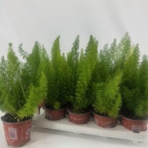 Asparagus Meyers Myers
(10 Plants/Order)(12cmP 30cmH)