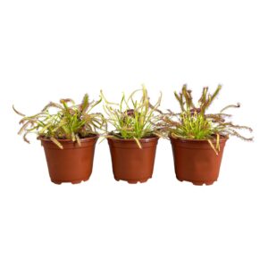 Drosera Drosera Capensis 8,5 cm mix
(20 Plants/Order)(8.5cmP 13cmH)