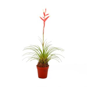 Vriesea other Vriesea Correia Araujoi
(20 Plants/Order)(5.5cmP 25cmH)