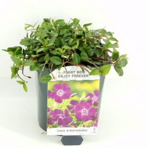 Vinca minor Atropurpurea Vinca minor Atropurpurea
(6 Plants/Order)(17cmP 15cmH)