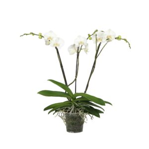 Phalaenopsis white more Ripsen Queen P17 A2 Classico 3/4 spike 
(3 Plants/Order)(17cmP 85cmH)